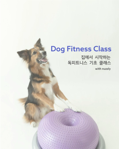 집에서 시작하는 독피트니스 기초 클래스 with nuzzly