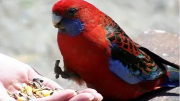 [한인가이드] 멜버른 단데농 퍼핑빌리 투어