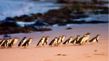 [한인가이드] 멜버른 데이투어 패키지 (그레이트오션로드+퍼핑빌리+필립아일랜드)