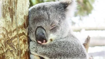 멜버른 마루 코알라 앤 애니멀 파크