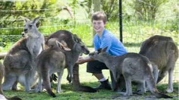 멜버른 마루 코알라 앤 애니멀 파크