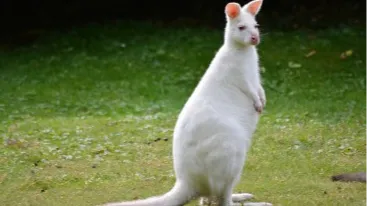 멜버른 마루 코알라 앤 애니멀 파크