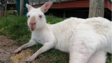 멜버른 마루 코알라 앤 애니멀 파크