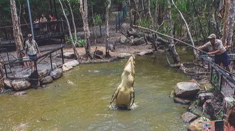 케언즈 하틀리 악어농장 할인티켓