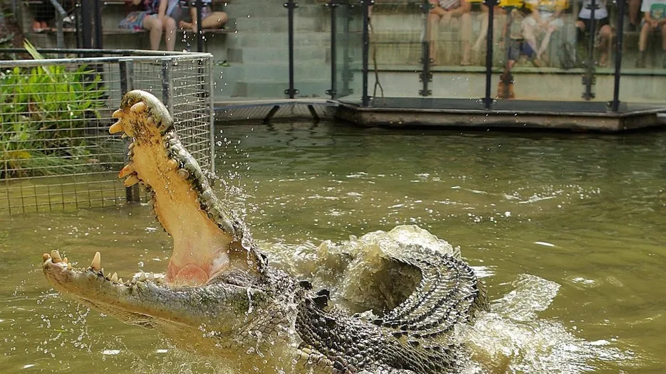케언즈 하틀리 악어농장 할인티켓