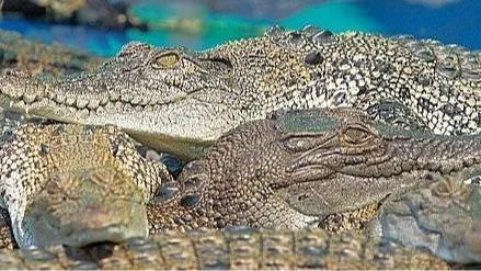 케언즈 하틀리 악어농장 할인티켓