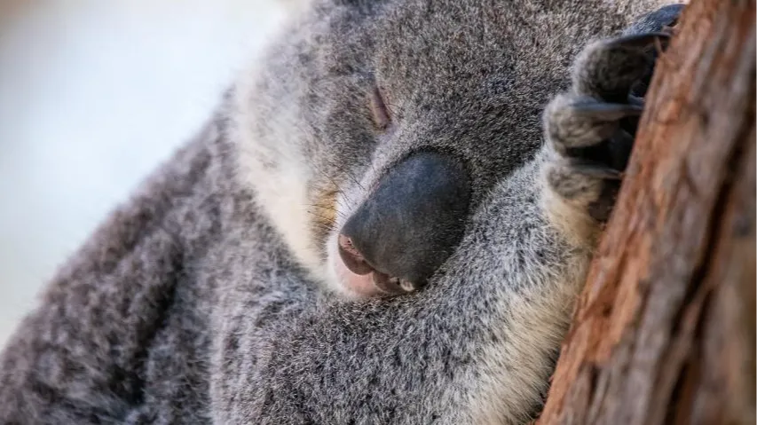 시드니 포트스테판 코알라 생츄어리 입장권