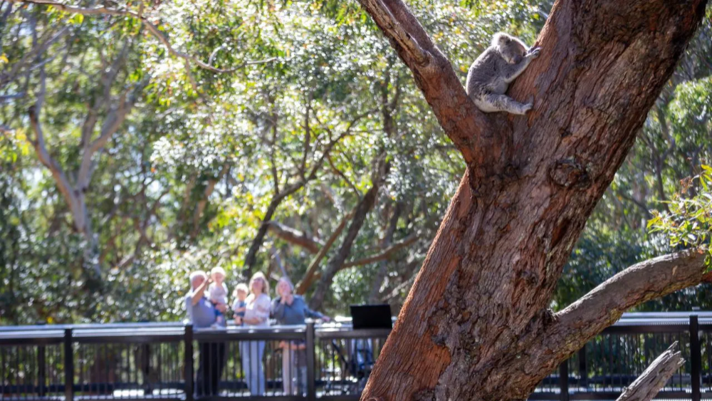 시드니 포트스테판 코알라 생츄어리 입장권
