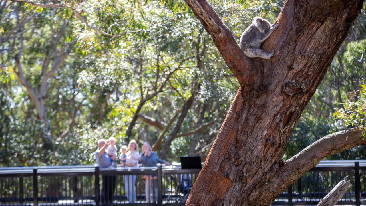 시드니 포트스테판 코알라 생츄어리 입장권