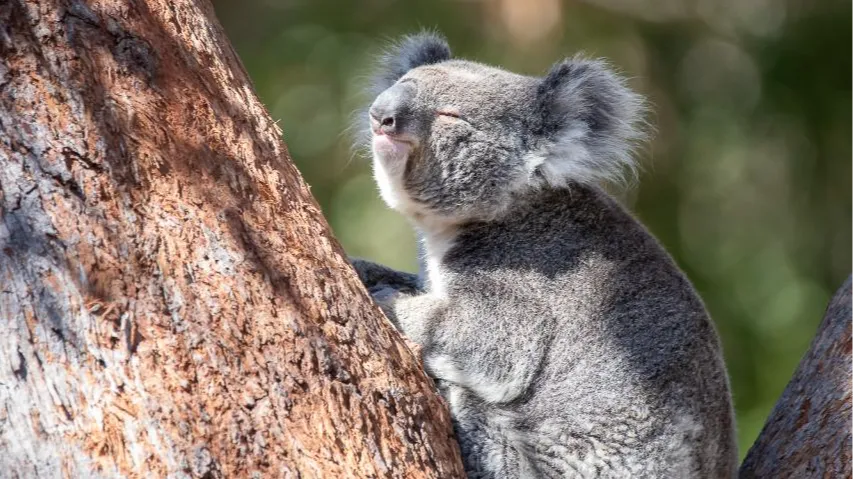 시드니 포트스테판 코알라 생츄어리 입장권