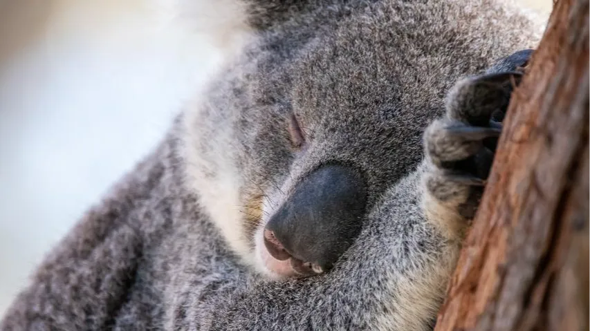 시드니 포트스테판 코알라 생츄어리 글램핑