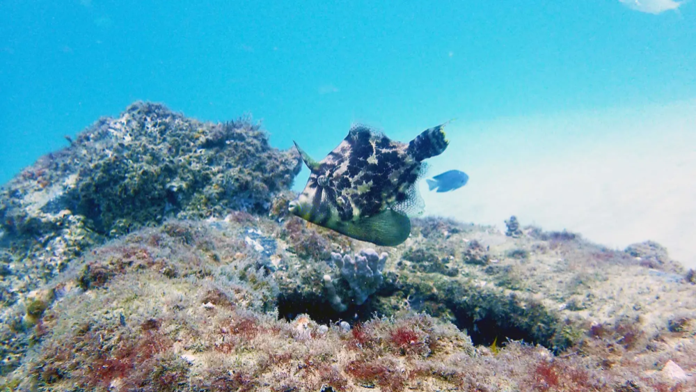 골드코스트 스노클링 스쿠버다이빙 반일 투어