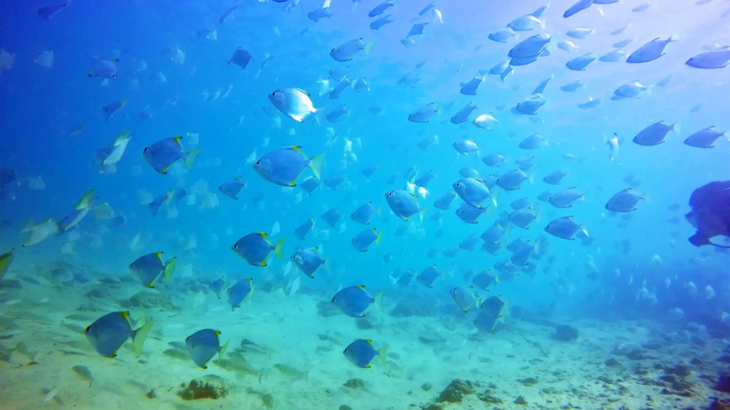 골드코스트 스노클링 스쿠버다이빙 반일 투어