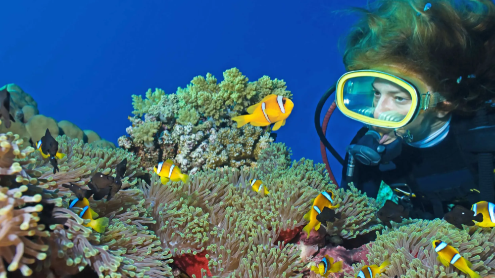 골드코스트 스노클링 스쿠버다이빙 반일 투어