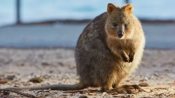 퍼스 로트네스트 아일랜드 페리 Sealink