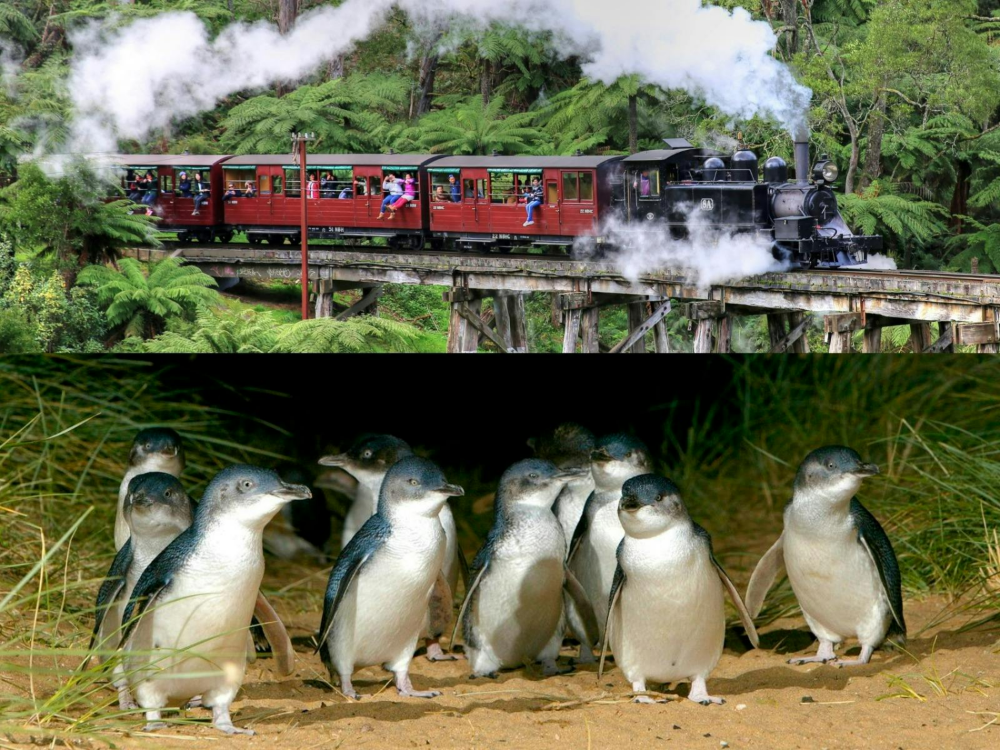 [한인가이드] 멜버른 데이투어 패키지 (그레이트오션로드+퍼핑빌리+필립아일랜드)