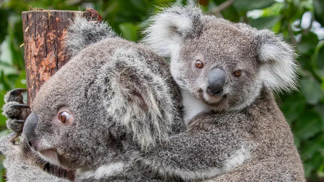 시드니주 동물원 입장권