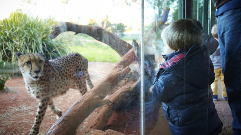 웨리비 오픈 레인지 동물원 입장권