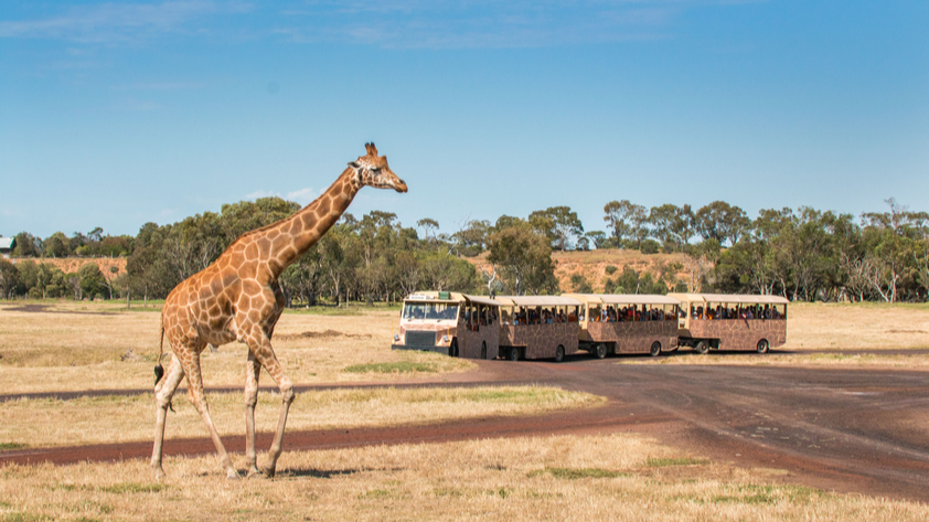 웨리비 오픈 레인지 동물원 입장권