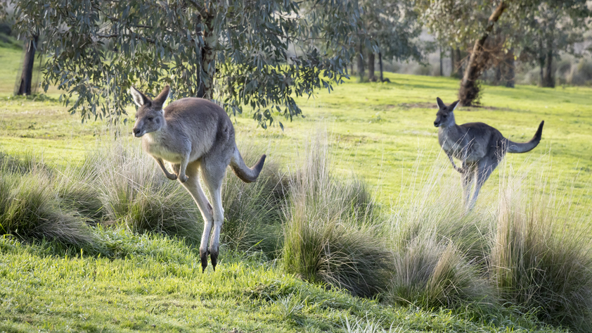 웨리비 오픈 레인지 동물원 입장권