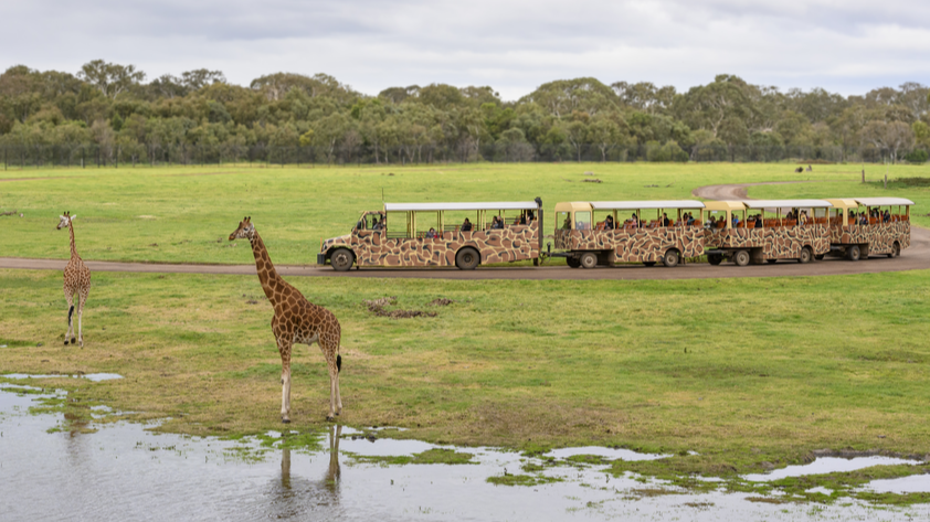 웨리비 오픈 레인지 동물원 입장권