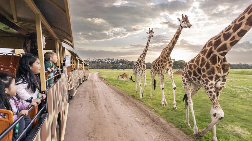 웨리비 오픈 레인지 동물원 입장권
