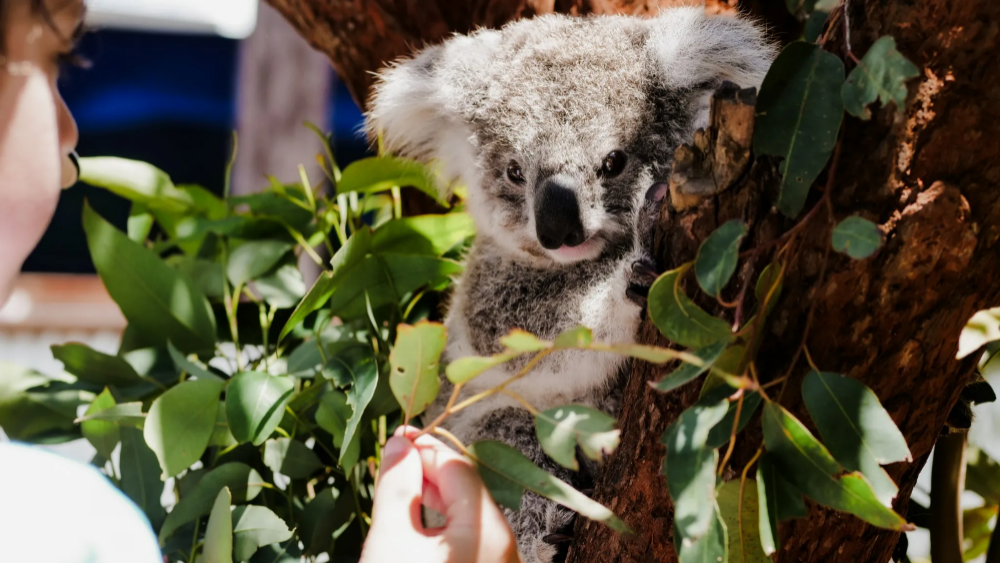 오크베일 동물원 입장권