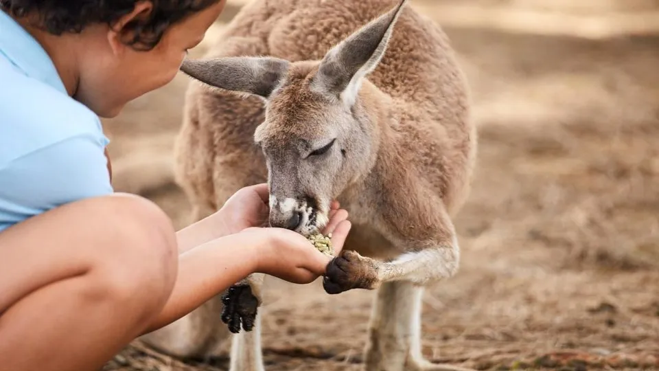 오크베일 동물원 입장권