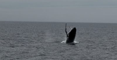 시드니 포트스테판 돌고래크루즈+모래썰매 콤보
